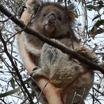 Local Koalas